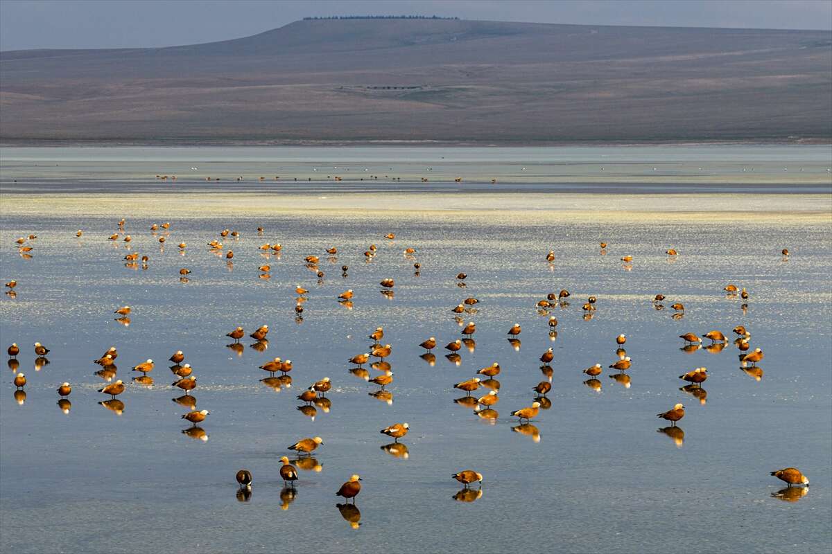 Konya’da doğa ziyafeti 2